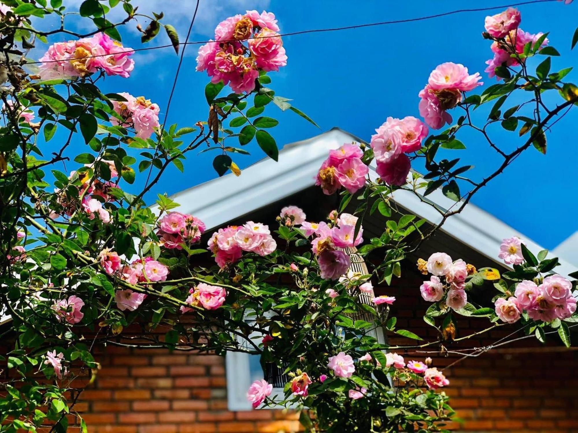 Ferienwohnung Rose House Đà Lạt Exterior foto